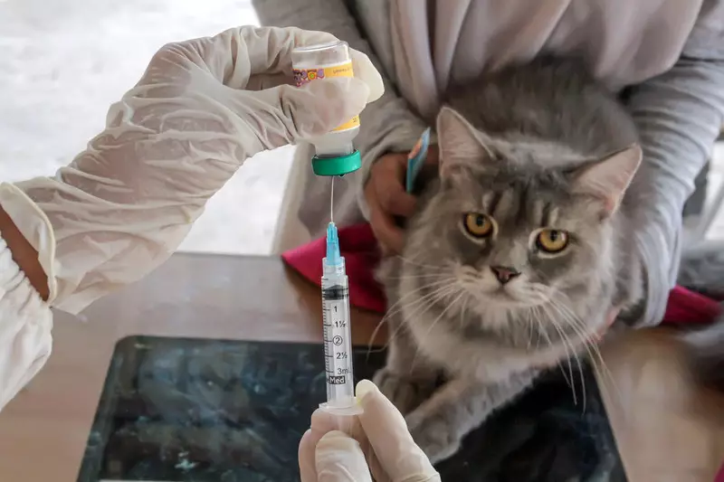 Foto: Vaksinasi Hewan di Berbagai Daerah saat Hari Rabies Sedunia