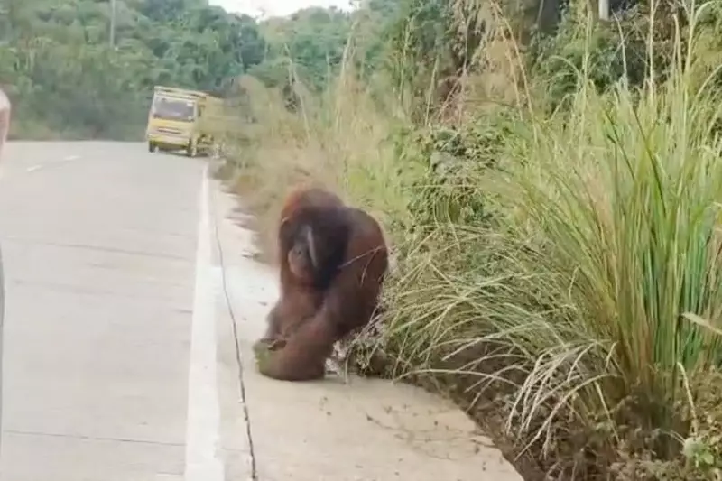 Karhutla di Kutai Timur, Orang Utan Mondar-mandir Cari Makan di Pinggir Jalan