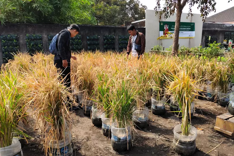 Kisah Warga Yogya Tanam Padi di Galon Bekas, Panen Perdana 10 Kilogram Gabah