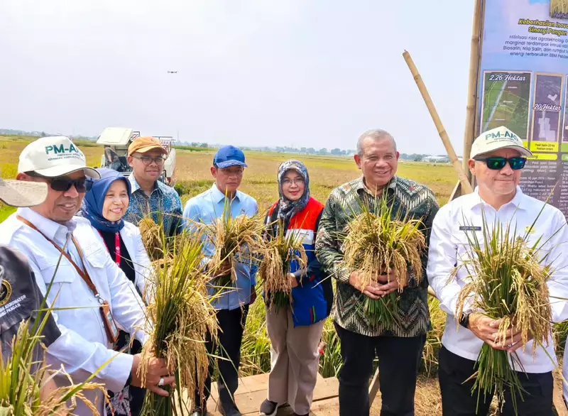 Kolaborasi PGN, BRIN dan Pemkab Batang Sukses Panen Raya 166,5 Ton Padi Biosalin