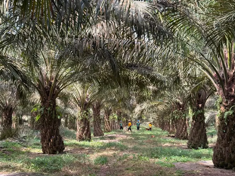 Laba Bersih Astra Agro Lestari Rp 1,09 T pada Semester I 2026, Meroket 56,6%