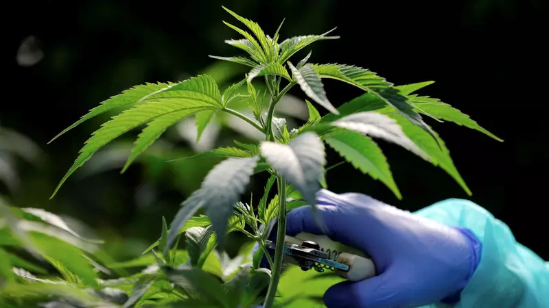 Pegawai Kemen PU Bandung Tanam Ganja di Rumah: Dinonaktifkan, Jadi Tersangka