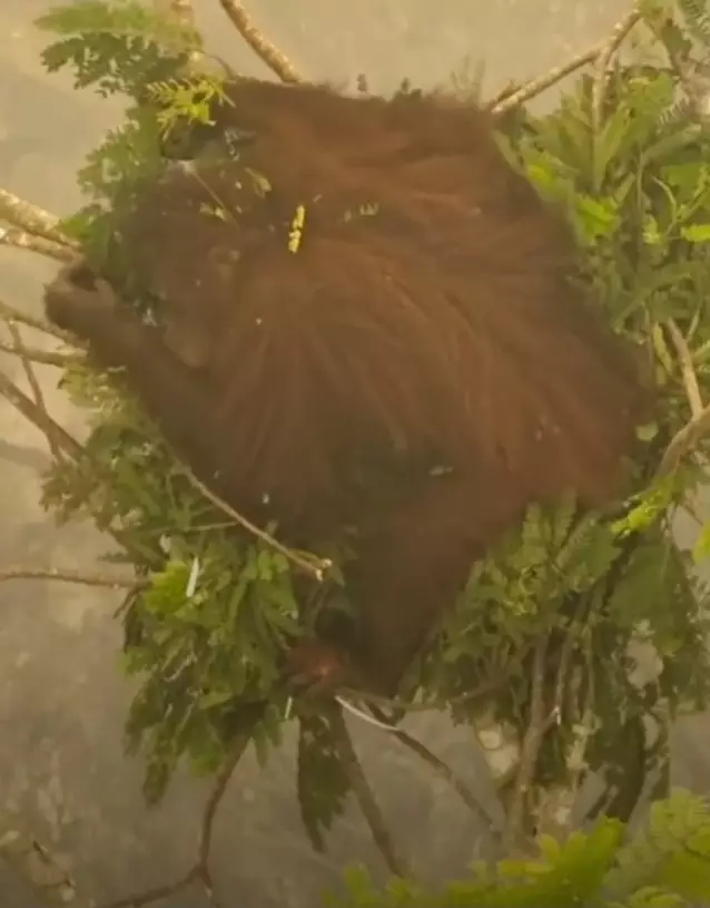 Pilu Novita, Orangutan yang Bertahan di Tengah Kepungan Api dan Asap di Kalteng