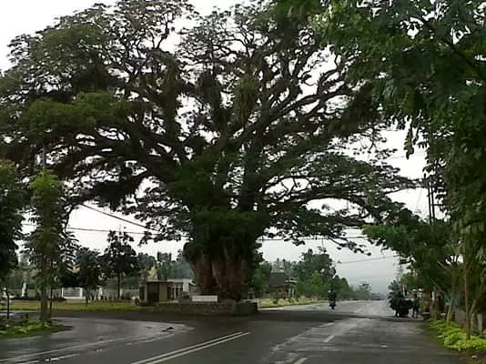 Pohon yang Tumbang, Pohon yang Ditebang, dan Masa Depan Kotamobagu