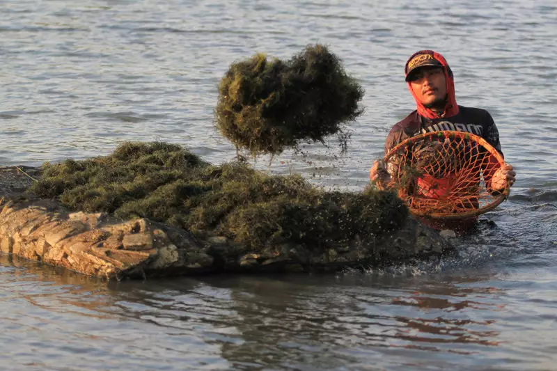 Sherly Tjoanda Buka-bukaan Potensi Rumput Laut Malut, Bisa Raup Rp 4 Triliun