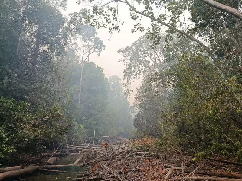 TN Berbak dan Sembilang Terbakar, Ancam Habitat Harimau Sumatera
