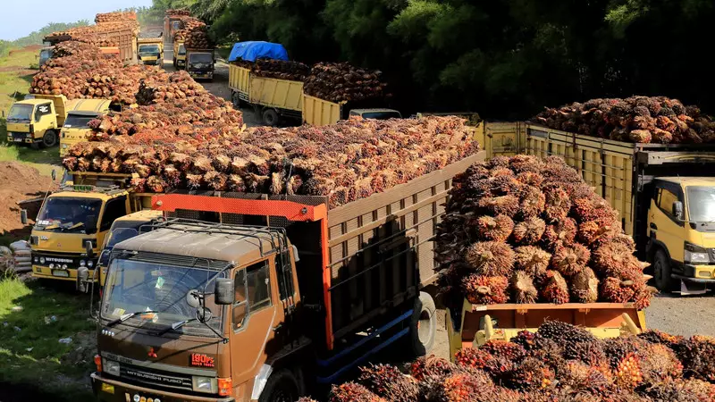 Update Harga Komoditas: Timah dan CPO Menguat, Batu Bara-Nikel Tertekan