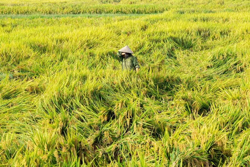 UU Reforma Agraria: Dari Janji Hukum ke Keadilan di Atas Tanah