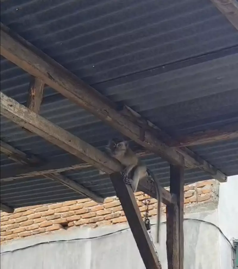 Viral Monyet Bergantung di Tiang dengan Rantai Pendek di Medan, Ini Kata Pemilik