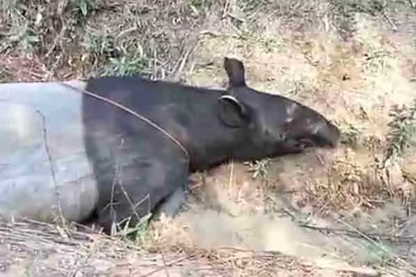 Warga Temukan Tapir Terjebak di Parit Perkebunan Sawit Mesuji, Dievakuasi BKSDA